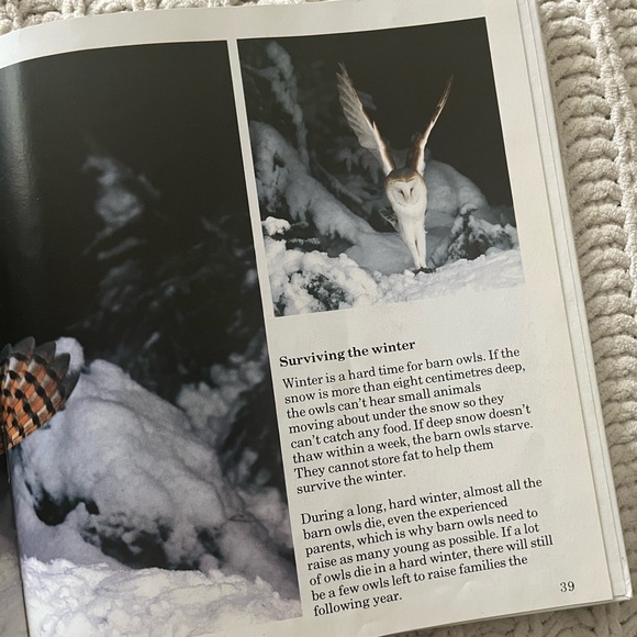 🦉”A Family of Owls” Vintage Children’s Picture Book with Color Photographs🦉 - Picture 6 of 15